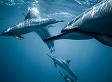 我妈妈被电信诈骗95万元的全过程